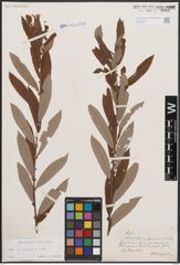 Foto von Salix cinerea L.